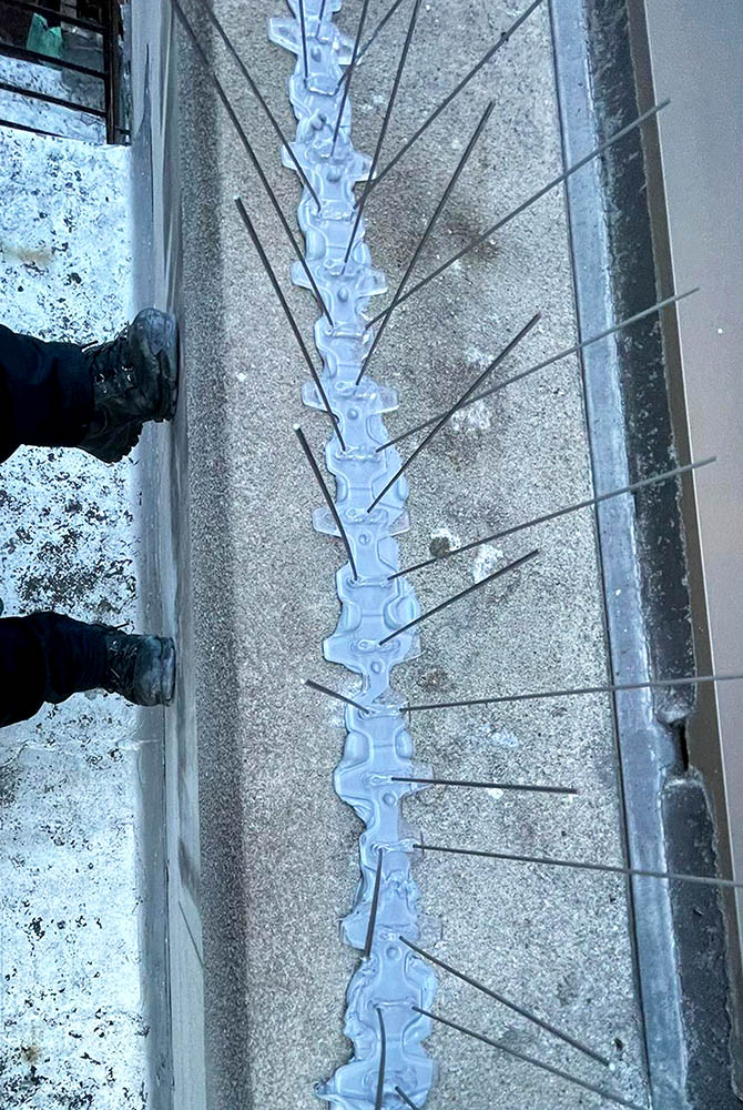 Bird Proofing