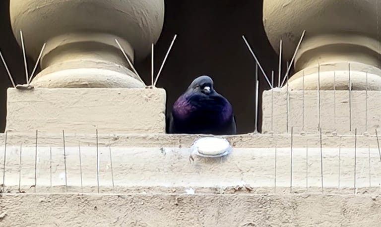 Bird Prfooing Services in FL